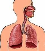 Üst solunum yolu enfeksiyonları önemli bir hospitalizasyon nedeni