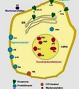 Karaciğer kanserinde onkogeni bloke etmek tedavi seçeneği olabilir