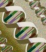 Genetik test gerektirmeyen ayrıştırıcı yeni bir yöntem