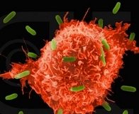 Prostat kanserinin yayılımını engelleyen  antibiyotik