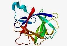 IL-1β aktivasyonu vücudu saldırılardan koruyabilir