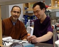 Prof. Dr. Hotamışlıgil ve ekibi karaciğerin metabolik haritası çözdü!