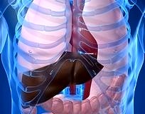 Hepatit B hastaları sosyal ve hukuksal sorunlar yaşıyor!