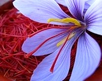 Safran, karaciğer kanserine karşı ümit veriyor