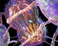 Antitümör etkili kanser kök hücre aşısı mümkün mü?