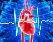 Kalp hızı sadece bir gösterge değil, önemli bir risk faktörü