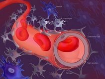 ka_beyin_bariyeri_damar