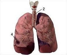 Bebek anne karnında kaç hafta kalmalı?