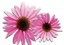 Soğuk algınlığı tedavisinde bitkisel çözümler