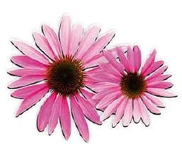 Soğuk algınlığı tedavisinde bitkisel çözümler