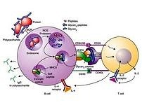 İmmün sistem manipülasyonuyla yeni nesil aşılar