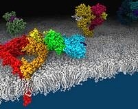 Beyin tümörü tedavisinde eski ilaçlar için yeni hedef