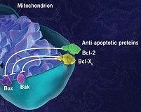 Şeker molekülü kanser hücrelerini yok edebilir mi?