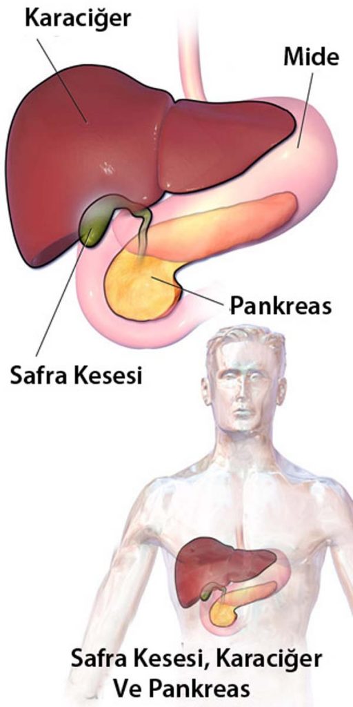safra-kesesi-karaciger-ve-pankreas