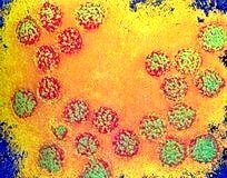 Erken yaşta yapılan HPV aşısı hayat kurtarır!