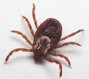 kene-kongo-kanamali-atesi