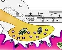 Kök hücre motor nöron hastalığına çare olabilir