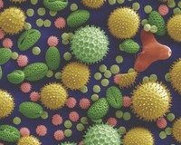hijyen-alerji-polen