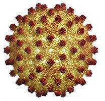 hepatit-virusu
