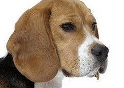 Köpekler, enfeksiyon teşhisini %99 başarı ile yapabiliyor!