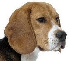 Köpekler, enfeksiyon teşhisini %99 başarı ile yapabiliyor!