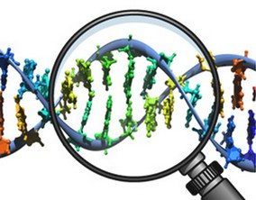 A model of a strand of DNA