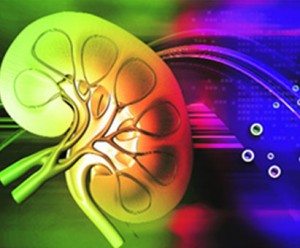 bobrek-kalp-tansiyon