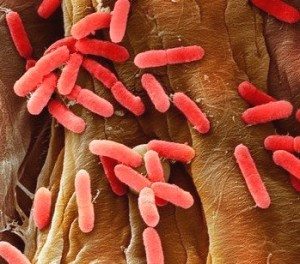 E. coli bacteria, SEM