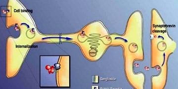 Tetanoz tanı ve tedavisi
