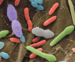 bakteri-gut