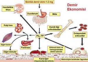 demir-eksikligi-anemisi1