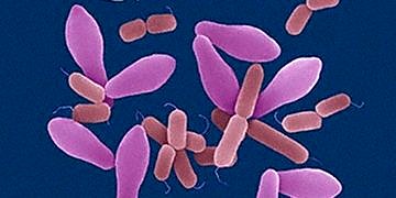 Gazlı gangren tanı ve tedavisi