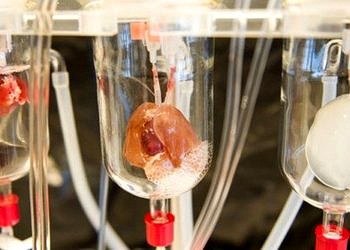 Türkiye’de bir ilk! GATA, vücut yedek parçaları üretecek