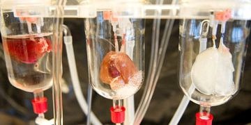 Türkiye’de bir ilk! GATA, vücut yedek parçaları üretecek