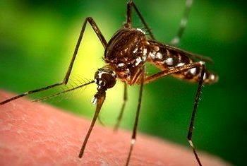 Sivrisinekleri sıtma parazitinden koruyan bakteri keşfedildi!