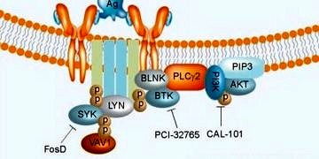 FDA, onkolojide üçüncü kez çığır açan tedavi unvanını Ibrutinib’e verdi