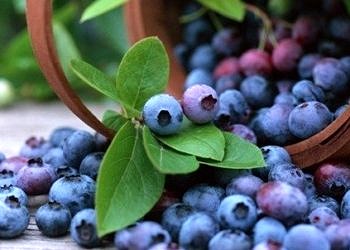 Yaban mersini diyabet riskini yüzde 26 azaltıyor