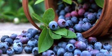 Yaban mersini diyabet riskini yüzde 26 azaltıyor