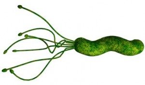 helicobacter-pylori