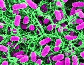 helicobacter-pylori-bakter