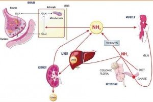 Hepatik Ensefalopati medikal akademi