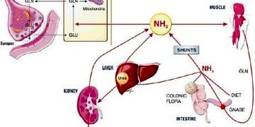 Hepatik ensefalopati tanı ve tedavisi