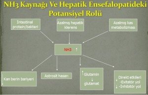 Hepatik Ensefalopati tedavisi medikal akademi