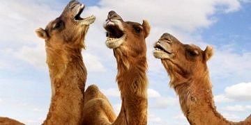 Develer Alzheimer ile savaşa yardımcı olabilir