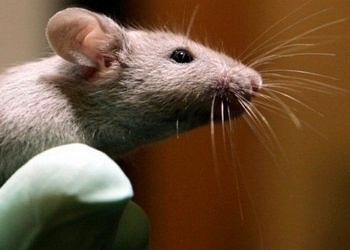 Prof. Dr. Hotamışlıgil’den yeni bir keşif: Safra asidi ile tip1 diyabet tedavisi
