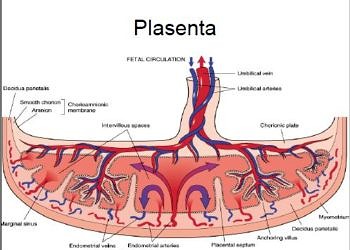 Gestasyon ve plasenta hastalıkları