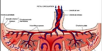 Gestasyon ve plasenta hastalıkları