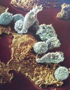 bağışıklık hücreleri