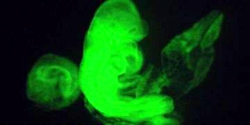 Kök hücrede çığır açan yeni çalışma ile organ üretimi mümkün olacak!