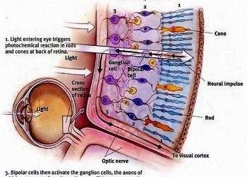 Retina körlüğüne çare olabilecek yeni bir kimyasal madde bulundu